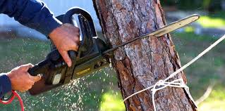 Lawn Pest Prevention in Santa Ana Pueblo, NM