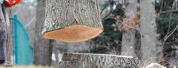How Our Tree Care Process Works  in  Santa Ana Pueblo, NM