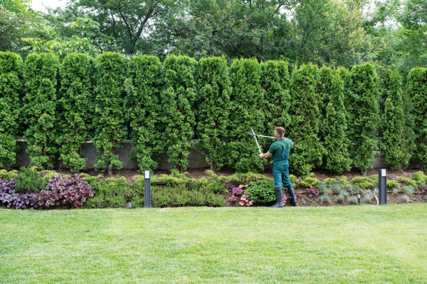 Best Lawn Drainage Solutions  in Santa Ana Pueblo, NM