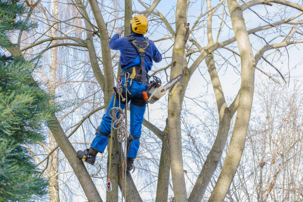 Best Tree Maintenance Programs  in Santa Ana Pueblo, NM